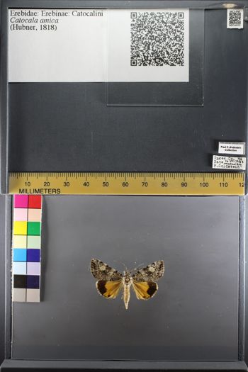 Media type: image;   Entomology 753972